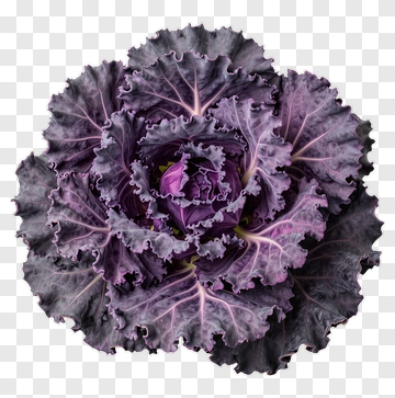 Purple Cabbage PNG