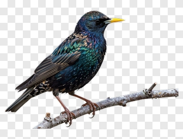 Starling Perched On Branch PNG