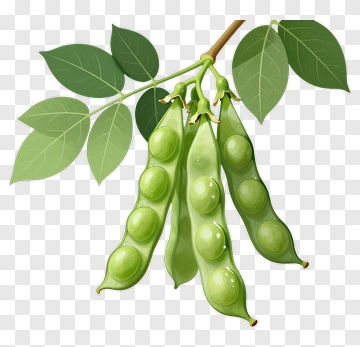 Soybean Pod On Branch PNG