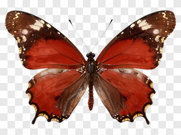 Red And Brown Butterfly PNG