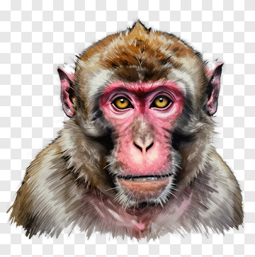 Watercolor Monkey Portrait PNG