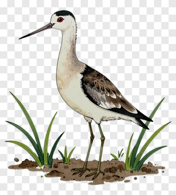 Realistic Illustration Of A Wading Bird PNG