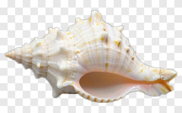 Seashell With Yellow Spots PNG