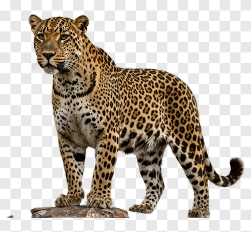 Leopard Standing On Rock PNG