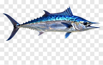 Blue Mackerel Fish PNG