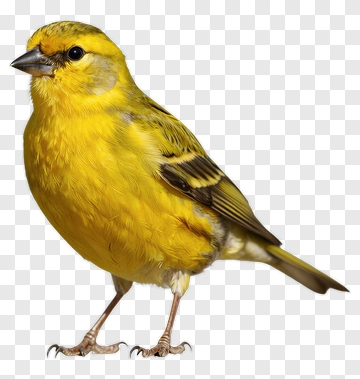 Yellow Bird With Black Markings PNG