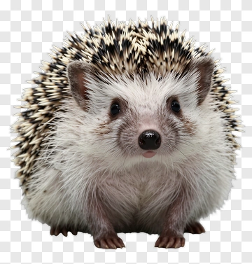 Cute Porcupine With Spines PNG