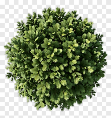 Top View Of A Dense Green Tree PNG