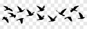 Flying Birds Silhouette PNG