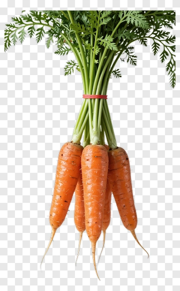 Fresh Carrots With Green Leaves PNG
