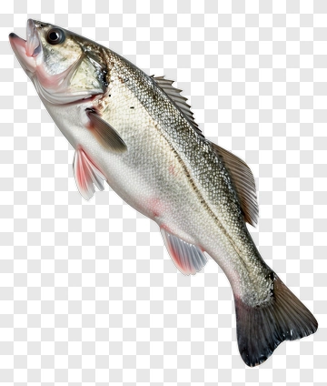 Fresh Fish With Open Mouth PNG