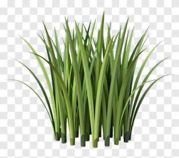 Cluster Of Green Grass PNG