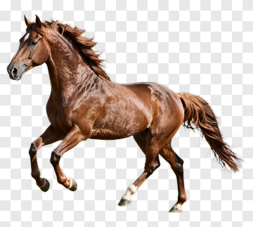 Running Horse PNG