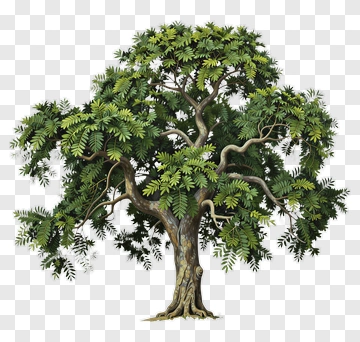 Tree With Dense Foliage PNG