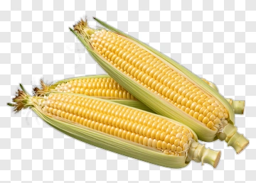Fresh Corn PNG