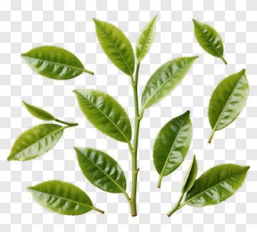 Tea Leaf Branch Arrangement PNG