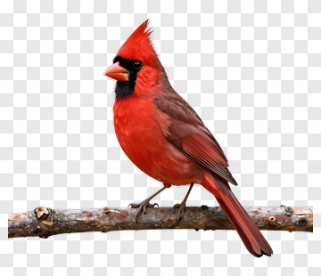 Male Cardinal On Branch PNG