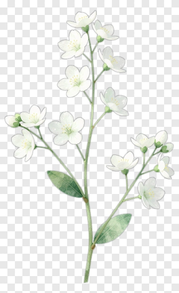 White Blossom Branch With Green Leaves PNG