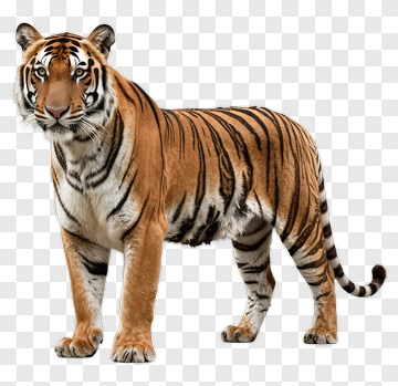 Tiger Standing Alert PNG