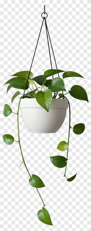 Hanging Green Plant In White Pot PNG
