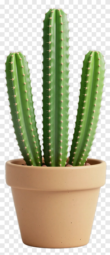 Three-Cactus Potted Plant PNG