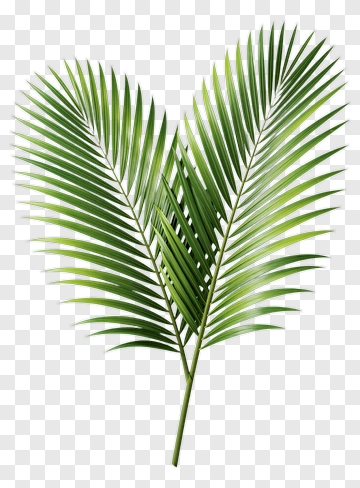 Heart-shaped Palm Leaf PNG