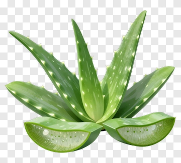 Aloe Vera Plant With Gel PNG