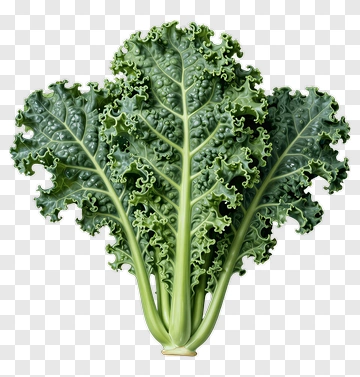 Fresh Kale Leaf PNG