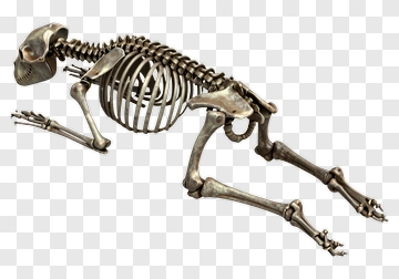 Skeleton In 3D Render PNG