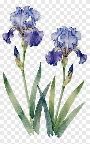 Blue Iris Flowers With Green Leaves PNG