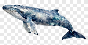 Humpback Whale Watercolor Illustration PNG