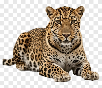 Leopard PNG
