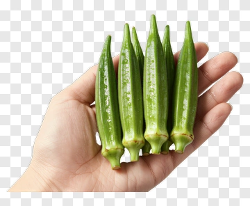 Hand Holding Fresh Okra PNG