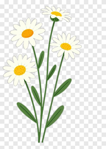 Daisy Flowers Bouquet PNG