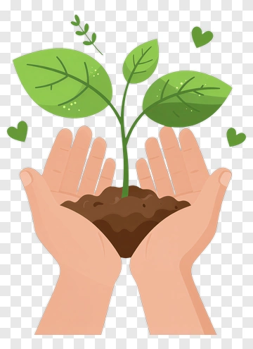Hands Holding A Young Plant PNG
