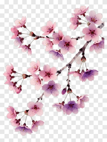 Cherry Blossom Branch In Pink And Purple PNG