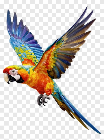 Colorful Parrot In Flight PNG