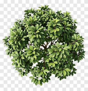 Round Green Tree PNG
