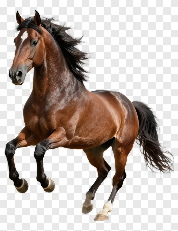 Running Horse PNG