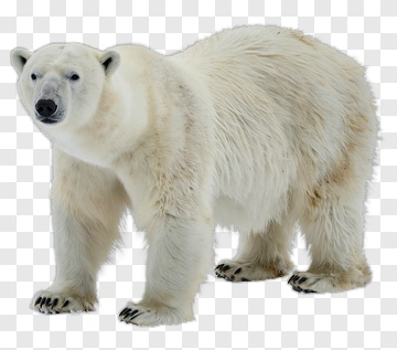 Polar Bear Standing In Snow PNG