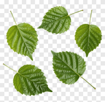 Green Leaves On White Background PNG