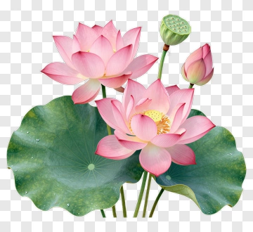 Pink Lotus Flower With Green Leaves PNG