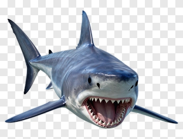 Shark PNG