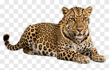 Leopard Lying Down PNG