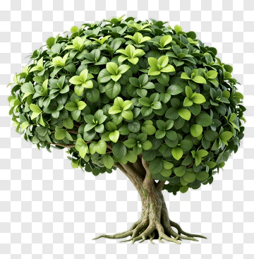 Round Topiary Tree PNG