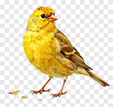 Yellow Canary With Seed PNG