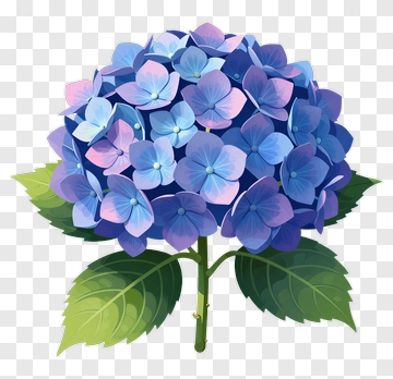 Blue Hydrangea Bloom PNG
