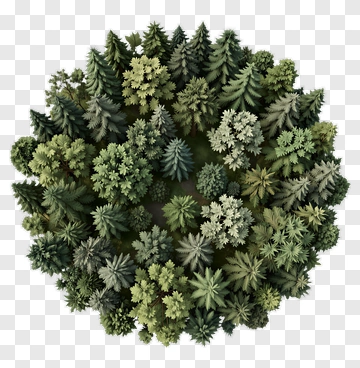 Top View Of Dense Forest Of Pine Trees PNG