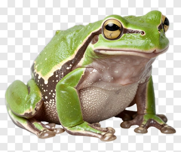 Green Tree Frog PNG