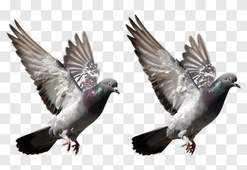 Two Pigeons In Flight PNG